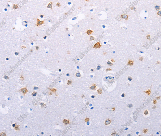 HMGB3 Polyclonal Antibody - 2