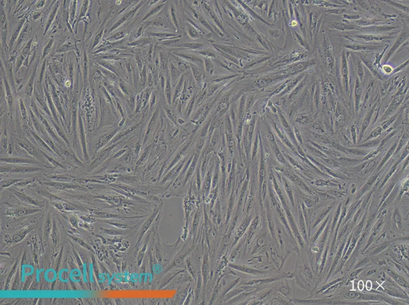 A7r5 Cell Complete Medium - 2