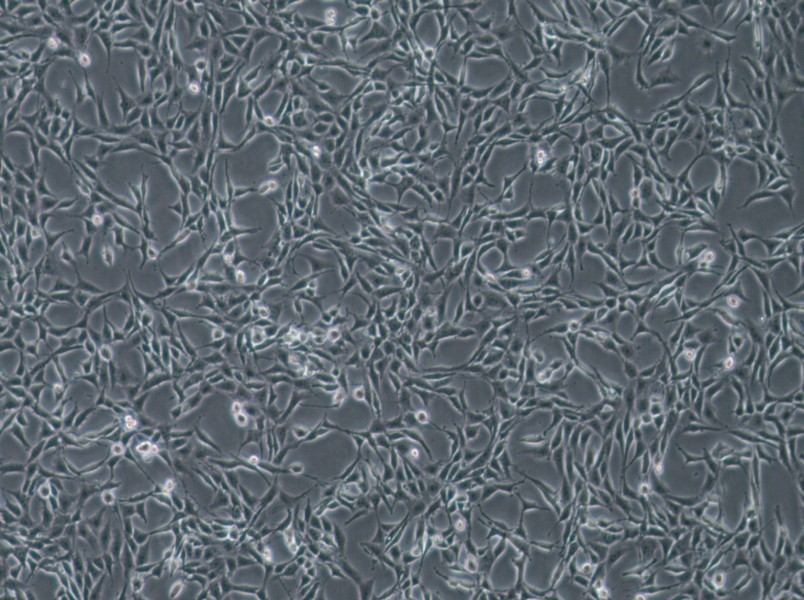 B104 Cell Complete MediumB104 Cell Complete Medium - 2