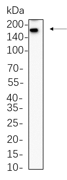 Recombinant Sall4 Monoclonal Antibody-searchlist-1