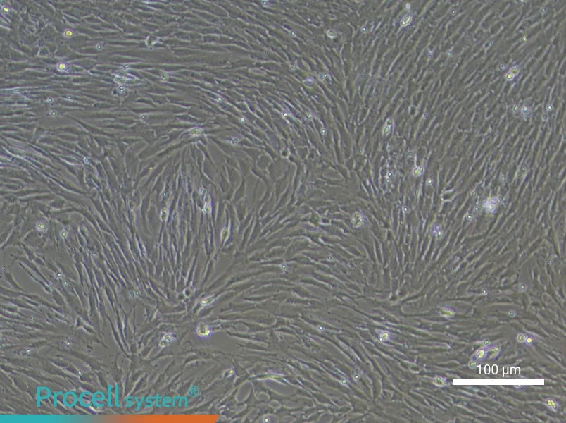 Rat Esophageal Smooth Muscle Cells - 1