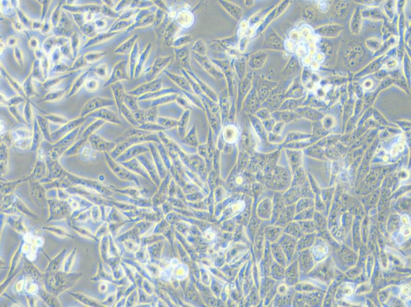 SK-UT-1 Cell Complete Medium - small - 4