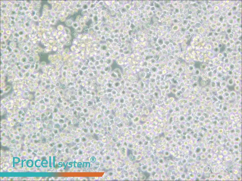 PC 61 5.3 [PC 61; PC 61.5.3] Cell Complete Medium - 6