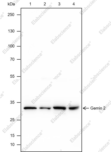 Recombinant Gemin 2 Monoclonal Antibody - 1