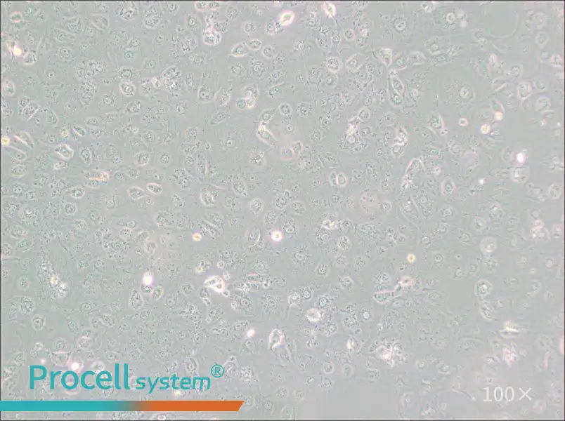 MARC-145 [Marc145] Cell Complete Medium - 2