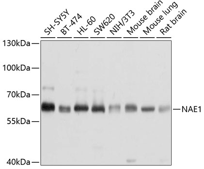 Western blot analysis of extracts of various cell lines using NAE1 Polyclonal Antibody at dilution of 1:1000.