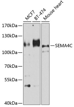 Western blot analysis of extracts of various cell lines using SEMA4C Polyclonal Antibody at 1:1000 dilution.