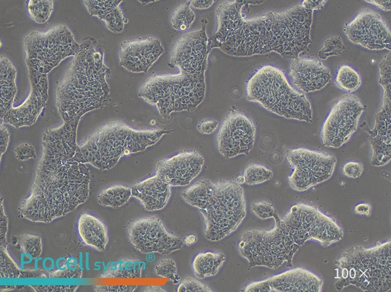 RT4 Cell Complete Medium - 2