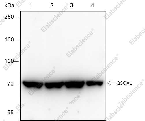 Recombinant QSOX1 Monoclonal Antibody - 1
