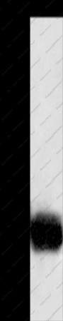 GPM6A Polyclonal Antibody - 1