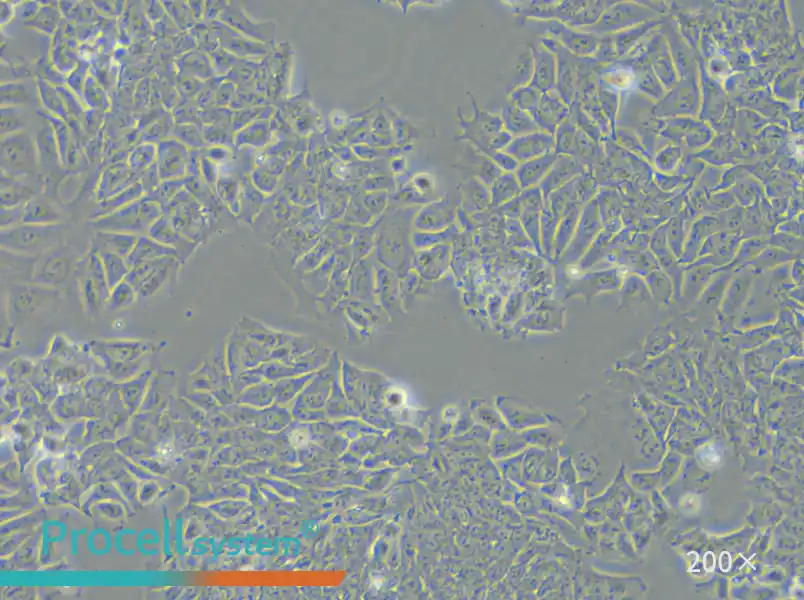 HCT-15 Cell Complete Medium - small - 6