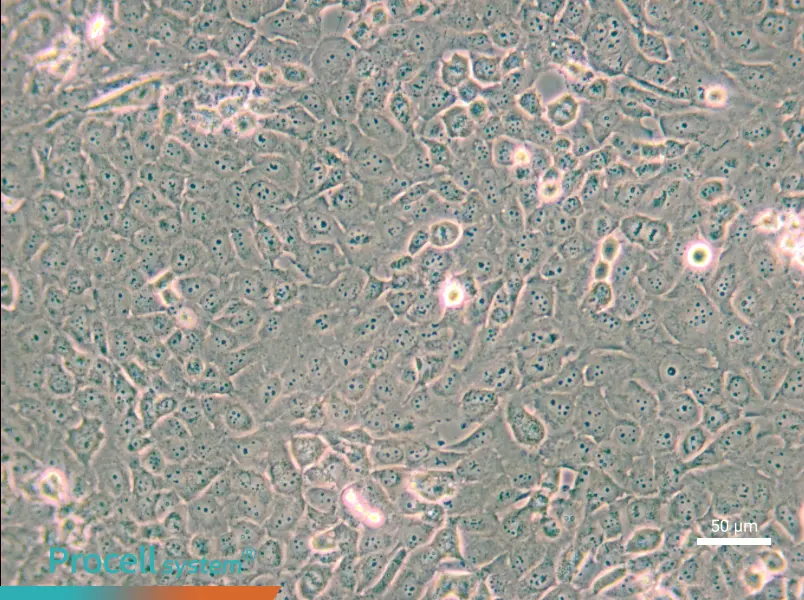 B-CPAP [BC-PAP; BCPAP] - 4