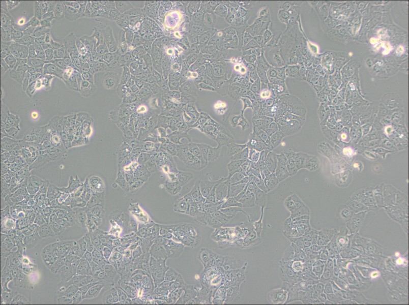 HT-1376 Cell Complete MediumHT-1376 Cell Complete Medium - 3