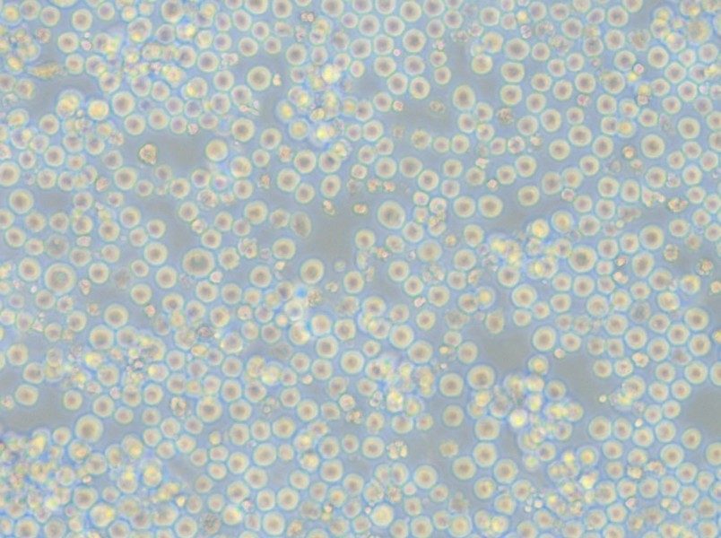 K562-FLUC Cell Complete Medium - small - 4