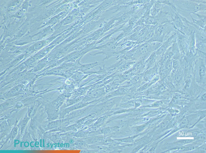 Mouse Small Intestine Interstitial Cells of Cajal Complete Medium - 5