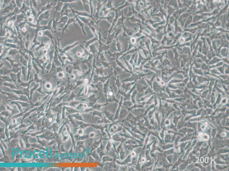 CAL-62 Cell Complete Medium - small - 4