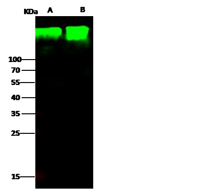 Recombinant CD13/ANPEP Monoclonal Antibody - small - 3
