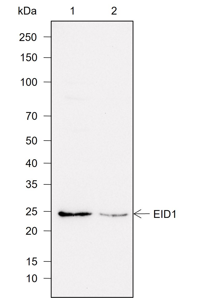 Recombinant EID1 Monoclonal Antibody - small - 1