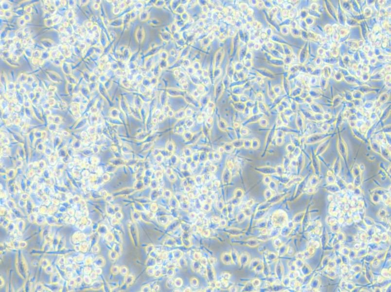 BV2-LUC Cell Complete Medium - small - 4