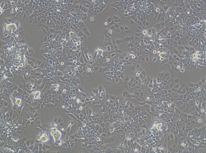 HPAC Cell Complete Medium - 3