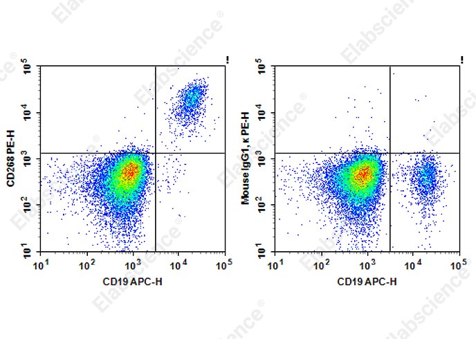 PE Anti-Human CD268 Antibody[7H12] - 1