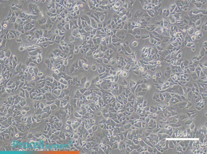 NCI-H1623NCI-H1623 - 3