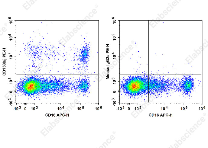 PE Anti-Human CD158b/j Antibody[DX27]-1