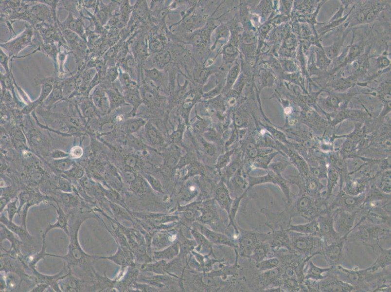 Tb 1 Lu Cell Complete Medium - small - 6