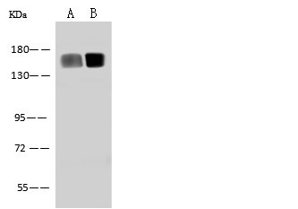 CD13 /ANPEP Monoclonal Antibody-searchlist-1