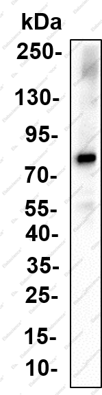 Recombinant c-Myb (Phospho Ser11) Monoclonal Antibody - 1