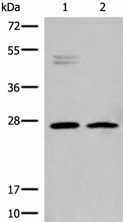 Western blot analysis of K562 and Jurkat cell lysates  using HLA-DMB Polyclonal Antibody at dilution of 1:550