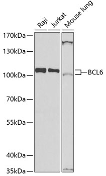 Western blot analysis of extracts of various cell lines using BCL6 Polyclonal Antibody at dilution of 1:1000.