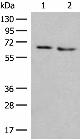 Western blot analysis of HEPG2 and A172 cell lysates  using NARS Polyclonal Antibody at dilution of 1:350