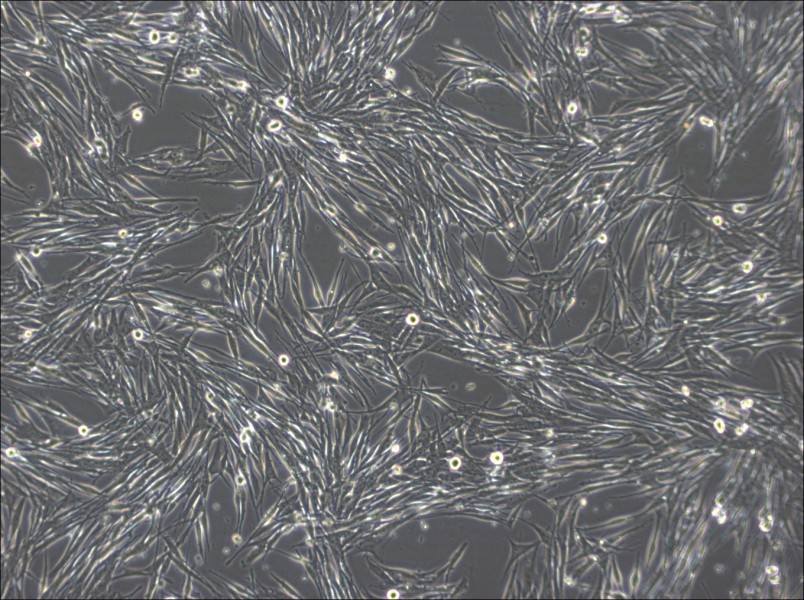 MeWo Cell Complete MediumMeWo Cell Complete Medium - 3