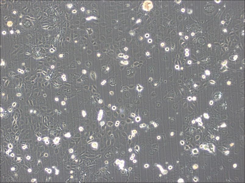 SVCT Cell Complete MediumSVCT Cell Complete Medium - 3