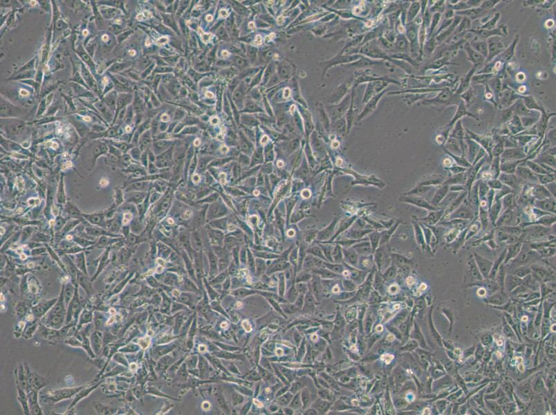 SW1573 (DMEM) Cell Complete Medium-searchlist-1