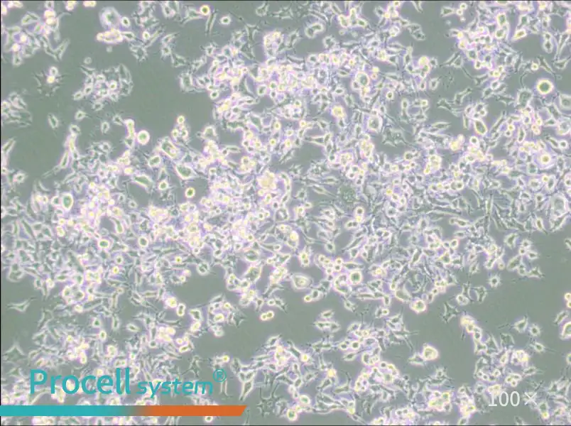 RAG Cell Complete Medium - 1