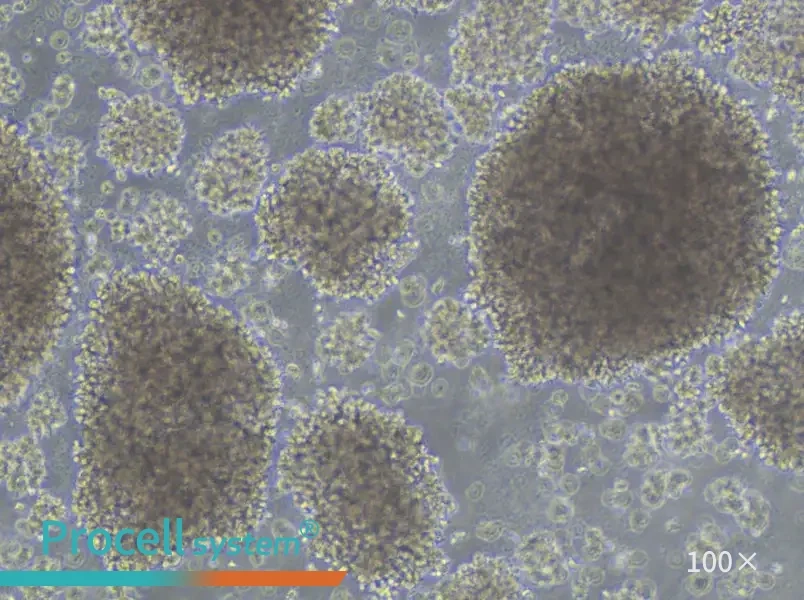 JVM-2 Cell Complete Medium - 1