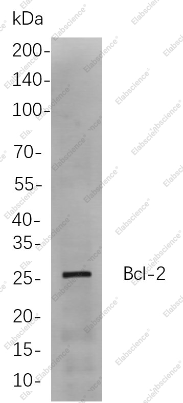 Recombinant Bcl-2 Monoclonal Antibody - 1