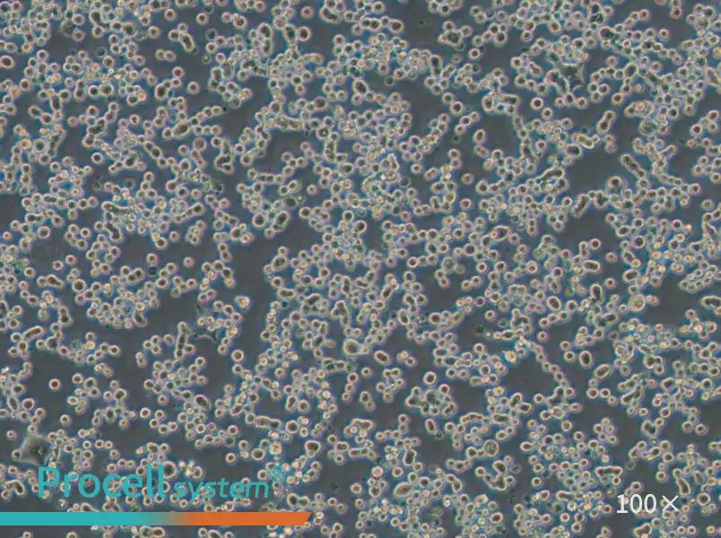 MDA-MB-134-VI (DMEM) Cell Complete MediumMDA-MB-134-VI (DMEM) Cell Complete Medium - 2