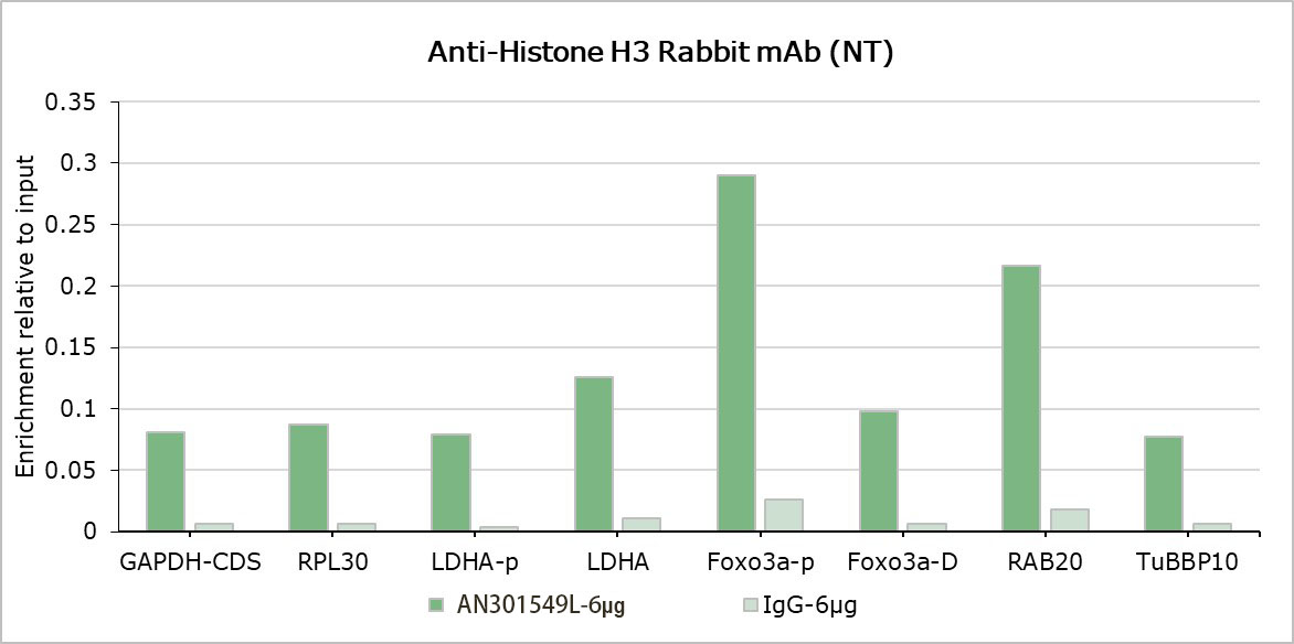 Recombinant Histone H3 (NT) Monoclonal Antibody - small - 7