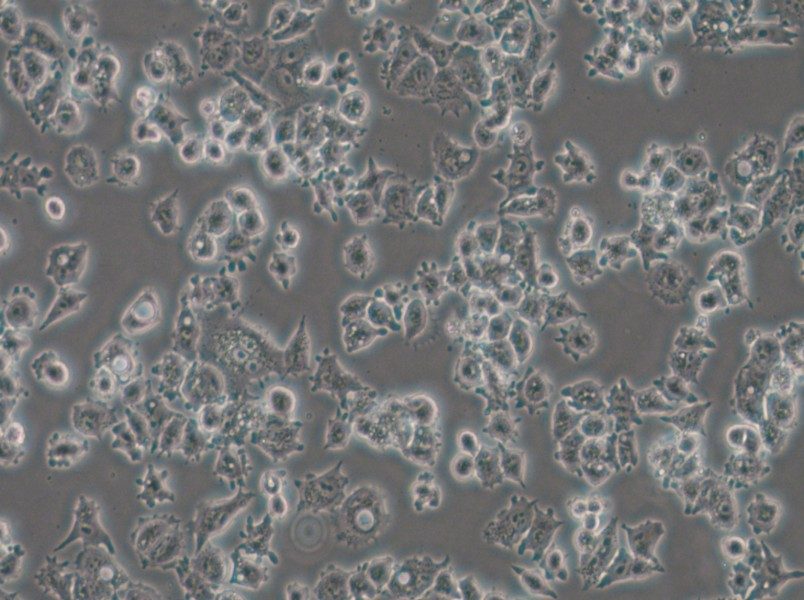 A-427 Cell Complete Medium - 5