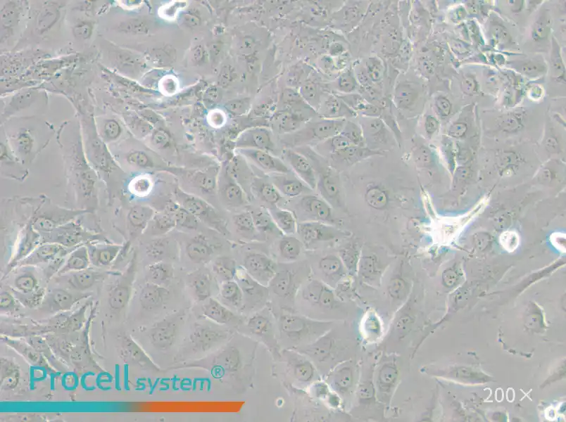 J82 Cell Complete Medium - small - 4