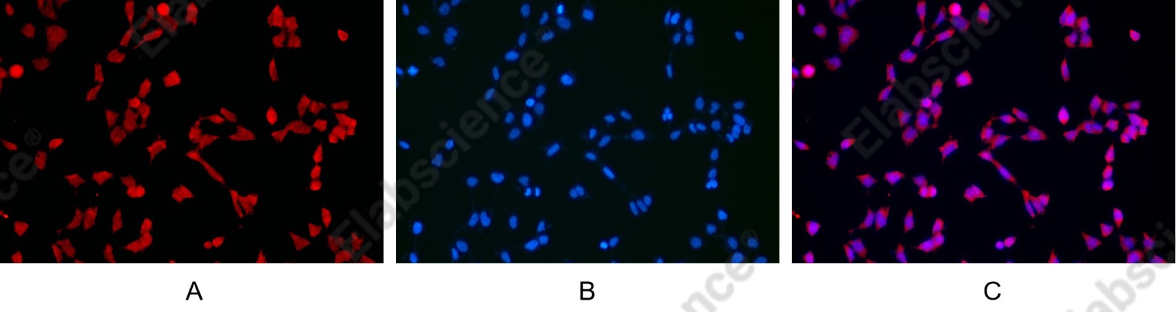 Recombinant CD68 Monoclonal Antibody - 6