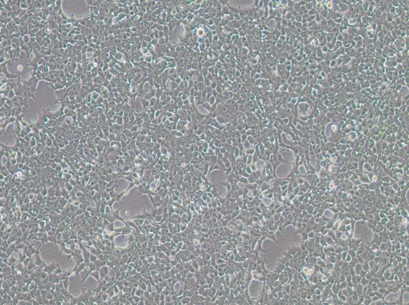 293FT Cell Complete Medium293FT Cell Complete Medium - 3