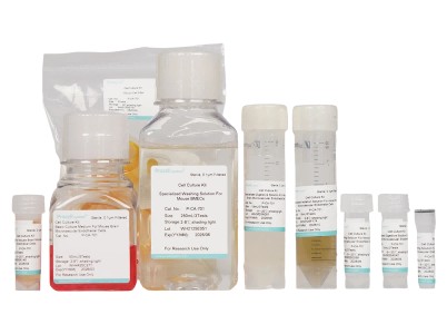 Mouse Brain Microvascular Endothelial Cell Isolation and Culture Kit