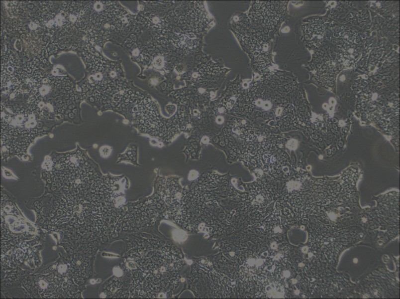 SW1417 Cell Complete Medium - 3