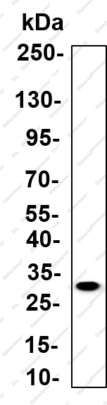 Recombinant ATF-5 Monoclonal Antibody - 2