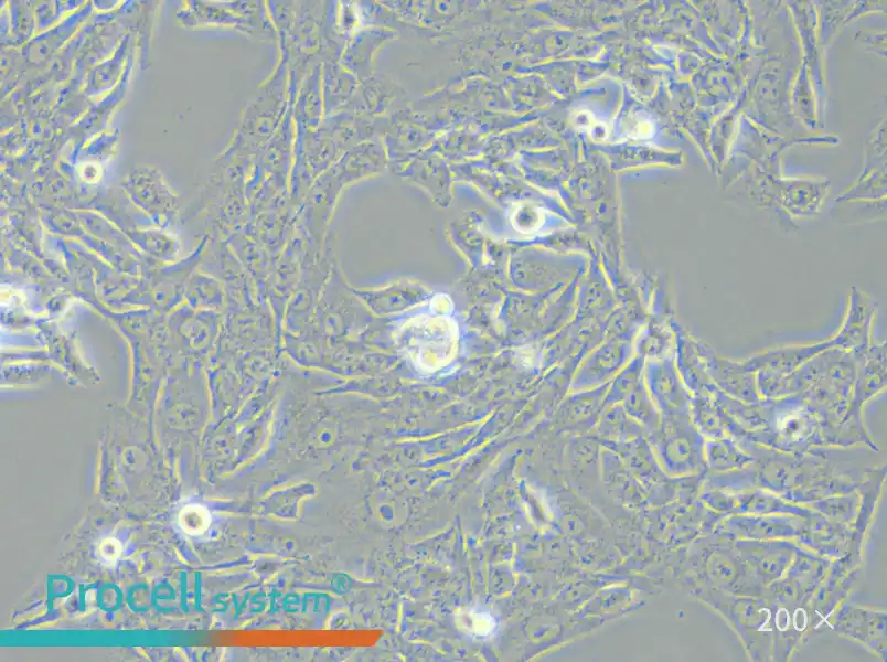 SK-Hep-1 Cell Complete Medium - small - 4