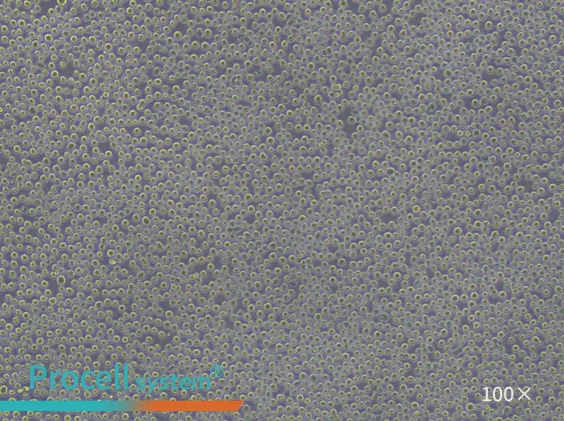 K-562 [K562] Cell Complete Medium - 2